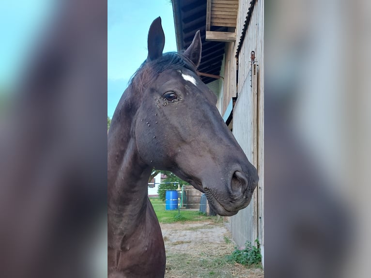 Hungarian Sport Horse Gelding 10 years 15.2 hh Black in Altusried