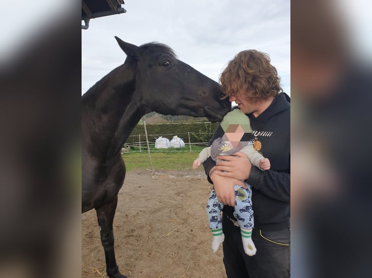 Hungarian Sport Horse Gelding 10 years 15.2 hh Black in Altusried