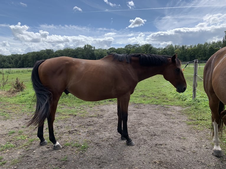 Hungarian Sport Horse Gelding 10 years 15,2 hh Brown in Freiburg im Breisgau