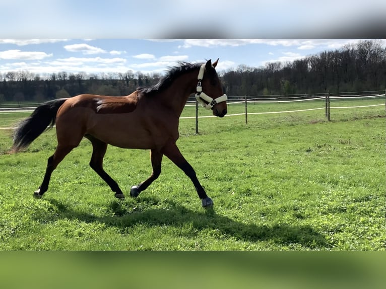 Hungarian Sport Horse Gelding 10 years 15,2 hh Brown in Freiburg im Breisgau