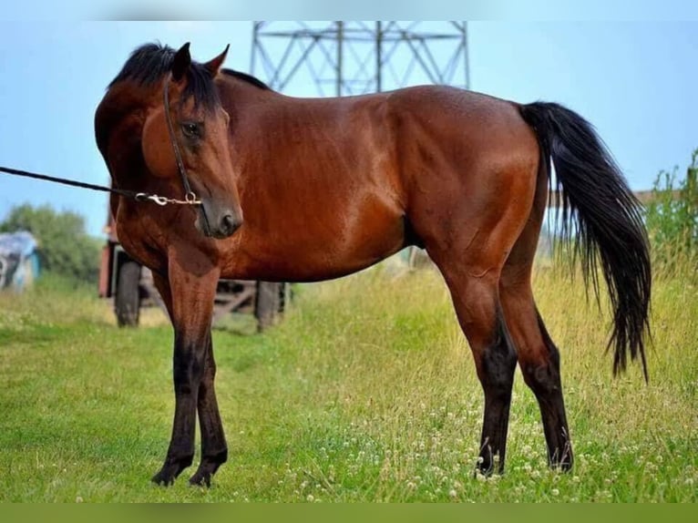 Hungarian Sport Horse Gelding 10 years 15,2 hh Brown in Freiburg im Breisgau