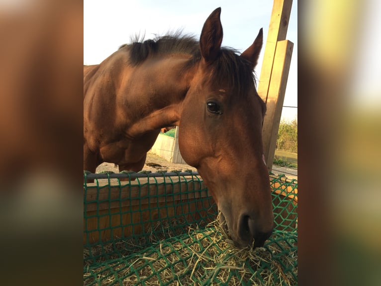 Hungarian Sport Horse Gelding 10 years 15,2 hh Brown in Freiburg im Breisgau