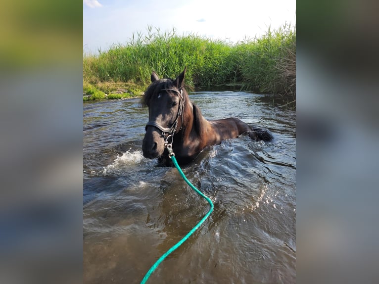Hungarian Sport Horse Gelding 10 years 15 hh Black in Erlenbach im Simmental