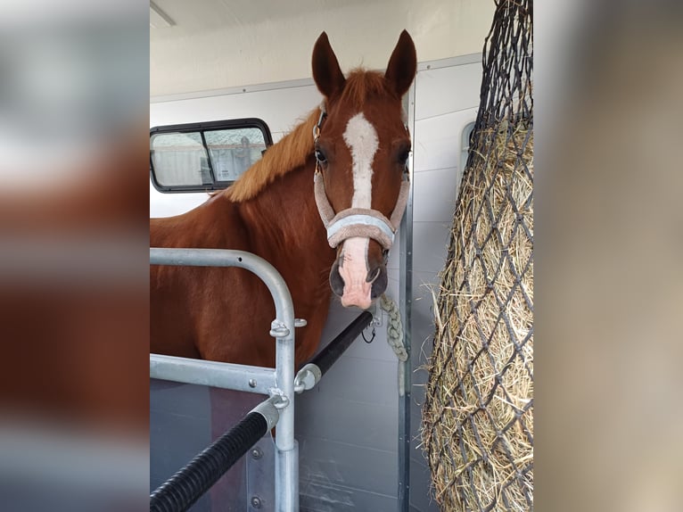 Hungarian Sport Horse Gelding 10 years 15 hh Chestnut-Red in Timelkam