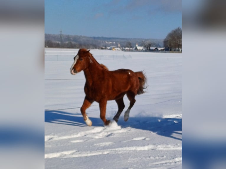 Hungarian Sport Horse Gelding 10 years 15 hh Chestnut-Red in Timelkam