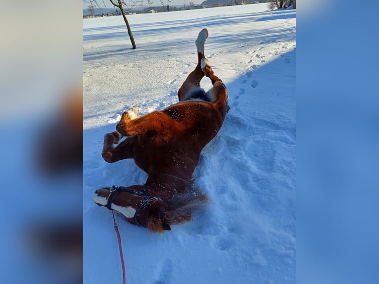 Hungarian Sport Horse Gelding 10 years 15 hh Chestnut-Red in Timelkam