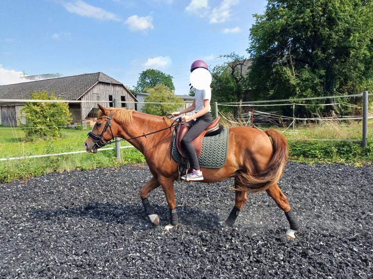 Hungarian Sport Horse Gelding 10 years 15 hh Chestnut-Red in Timelkam