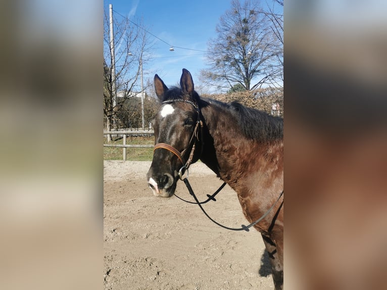 Hungarian Sport Horse Mix Gelding 10 years 15,1 hh Bay-Dark in Salzburg