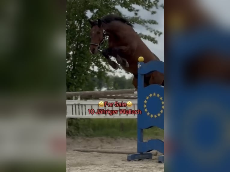 Hungarian Sport Horse Gelding 10 years 15,1 hh Brown in Adlwang