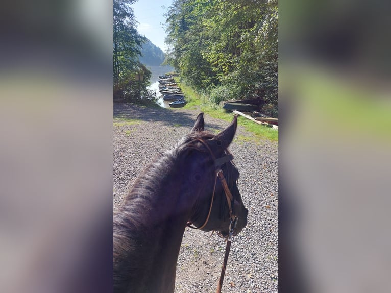 Hungarian Sport Horse Gelding 10 years 15,2 hh Black in Altusried