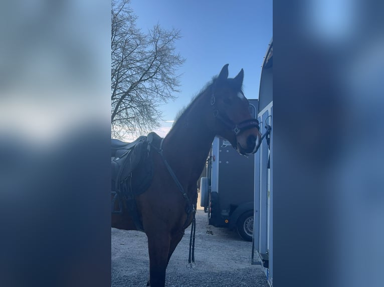 Hungarian Sport Horse Gelding 10 years 15,2 hh Brown in Argenb&#xFC;hl