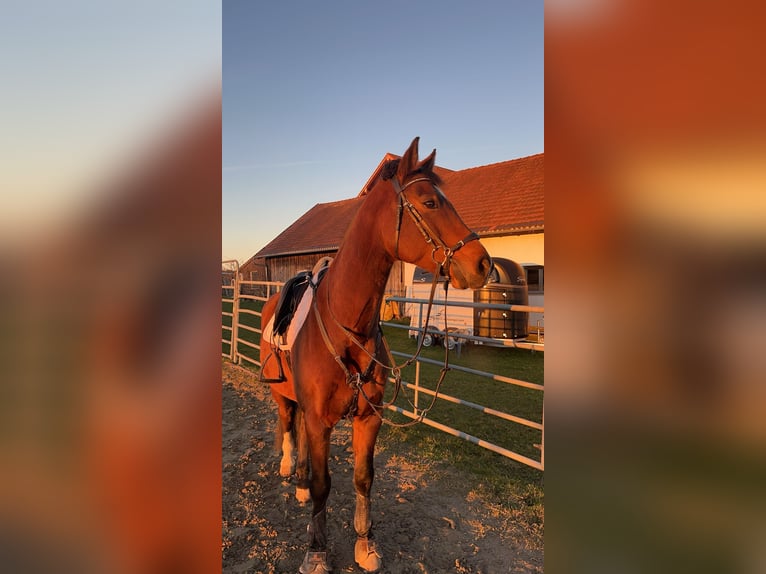 Hungarian Sport Horse Gelding 10 years 15,2 hh Brown in Argenb&#xFC;hl