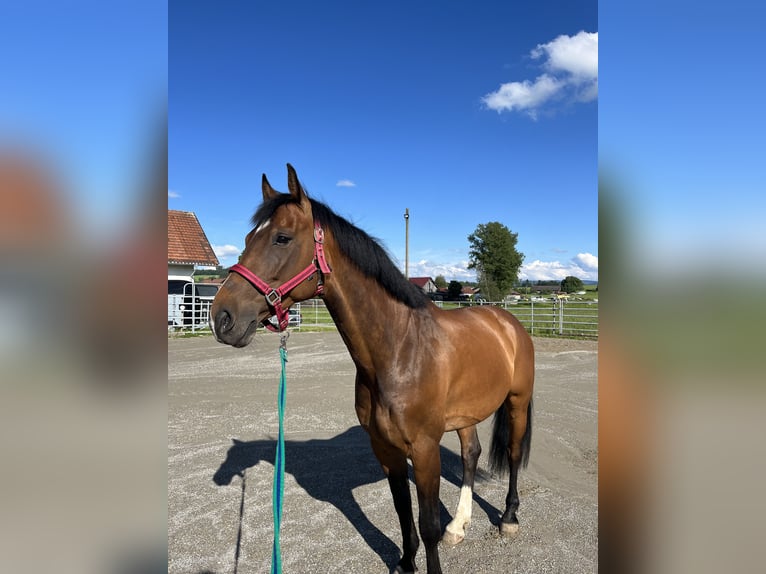 Hungarian Sport Horse Gelding 10 years 15,2 hh Brown in Argenb&#xFC;hl