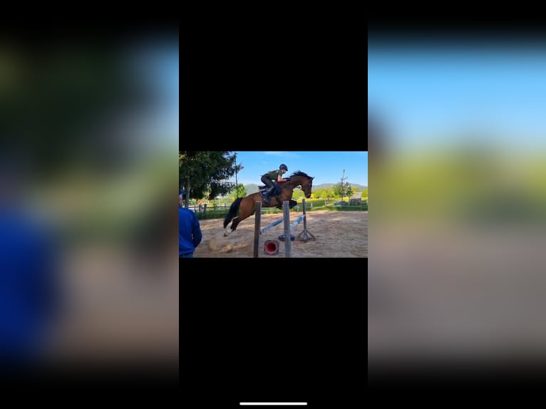 Hungarian Sport Horse Gelding 10 years 15,2 hh Brown in Argenb&#xFC;hl
