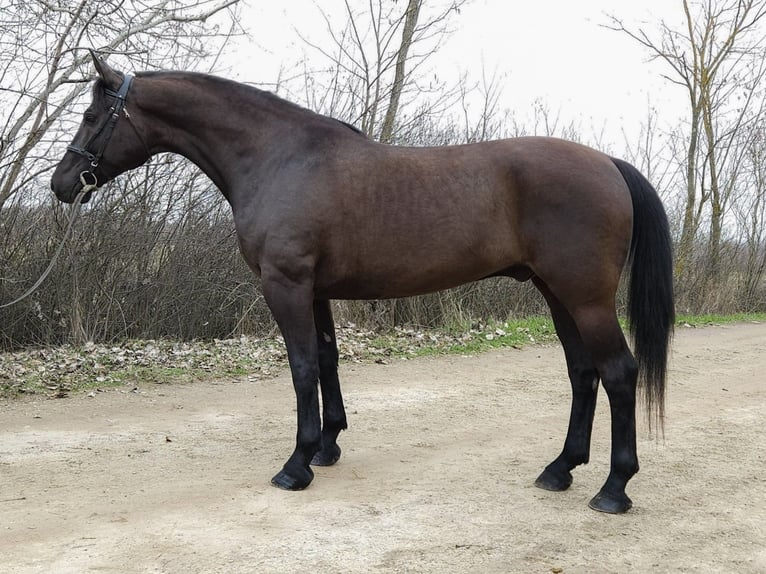 Hungarian Sport Horse Gelding 10 years 16.1 hh Black in Békés