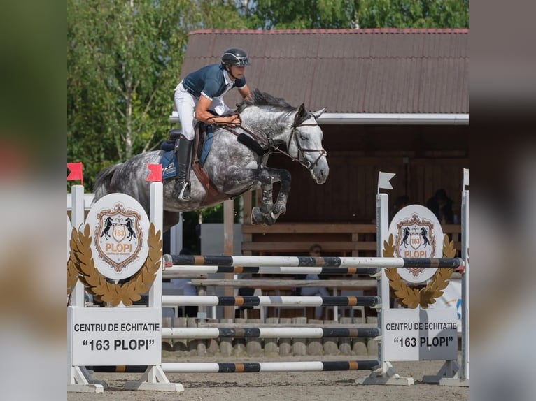Hungarian Sport Horse Gelding 10 years 16.1 hh Grey in Pieleşti
