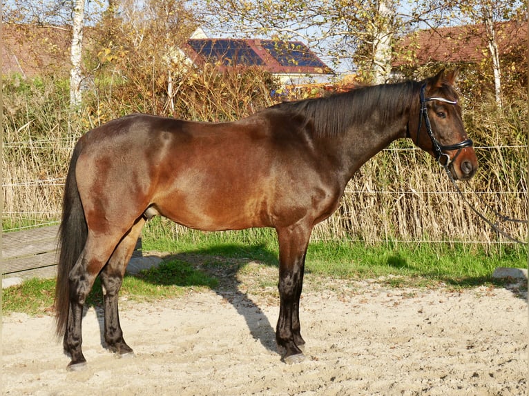 Hungarian Sport Horse Gelding 10 years 16,2 hh Brown in Raipoltenbach