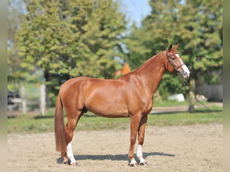 Hungarian Sport Horse Gelding 10 years 16,2 hh Chestnut-Red in Schattendorf