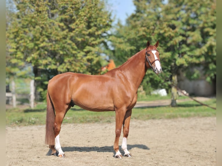 Hungarian Sport Horse Gelding 10 years 16,2 hh Chestnut-Red in Schattendorf