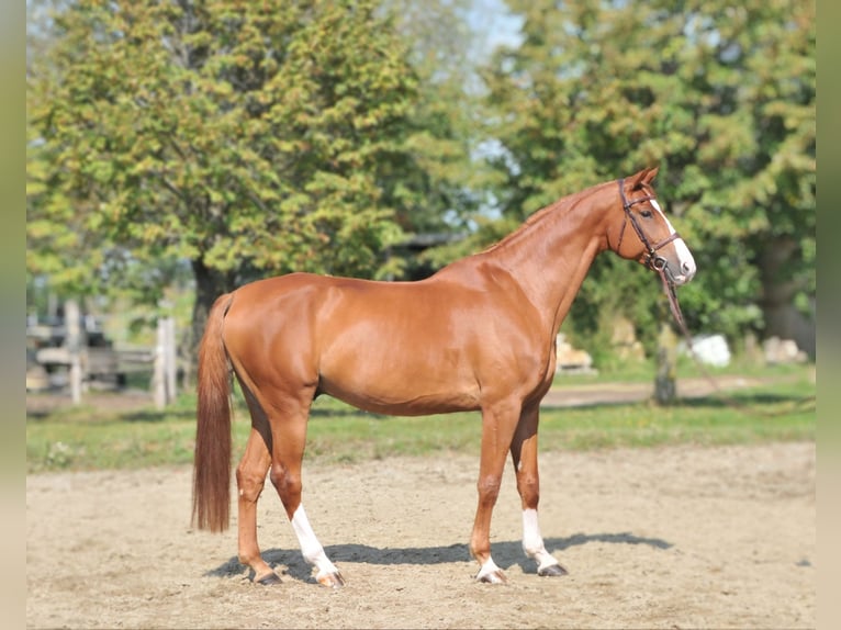 Hungarian Sport Horse Gelding 10 years 16,2 hh Chestnut-Red in Schattendorf