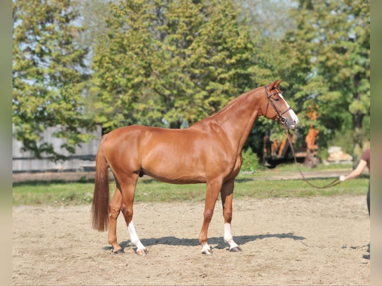 Hungarian Sport Horse Gelding 10 years 16,3 hh Chestnut-Red in Schattendorf