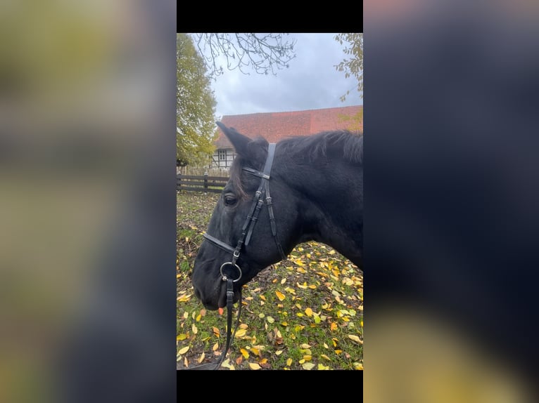 Hungarian Sport Horse Gelding 10 years 16 hh Black in Einbeck