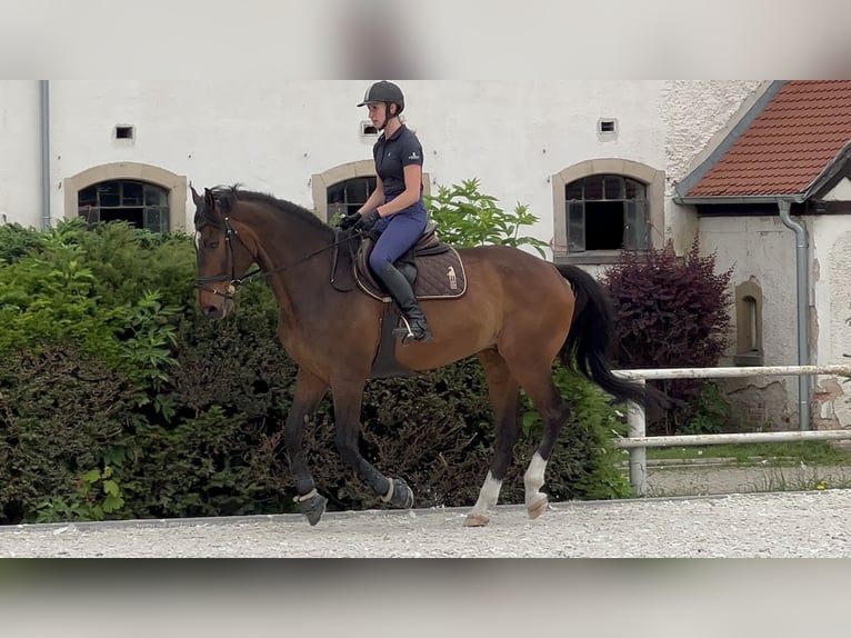 Hungarian Sport Horse Gelding 10 years 16 hh Brown in Wałbrzych