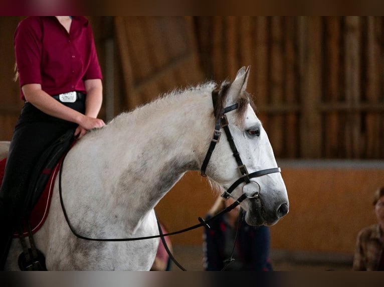 Hungarian Sport Horse Gelding 10 years 16 hh Gray-Dapple in Neuhaus am Inn