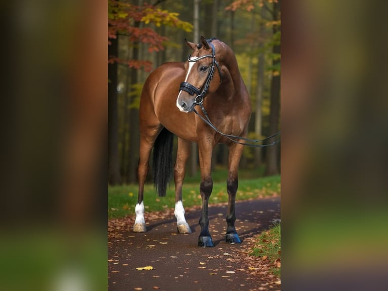 Hungarian Sport Horse Gelding 10 years 16,1 hh Bay in Kecskemét