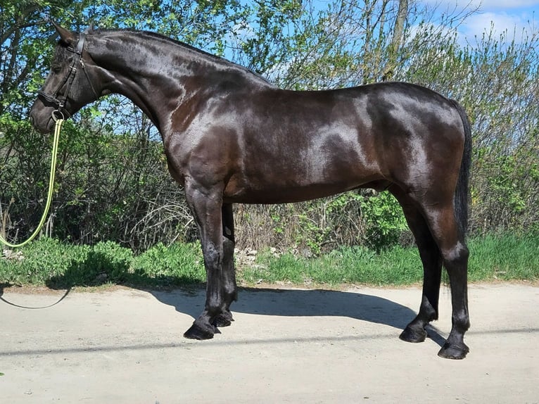 Hungarian Sport Horse Gelding 10 years 16,1 hh Black in Békés