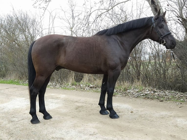 Hungarian Sport Horse Gelding 10 years 16,1 hh Black in Békés