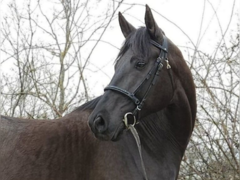 Hungarian Sport Horse Gelding 10 years 16,1 hh Black in Békés