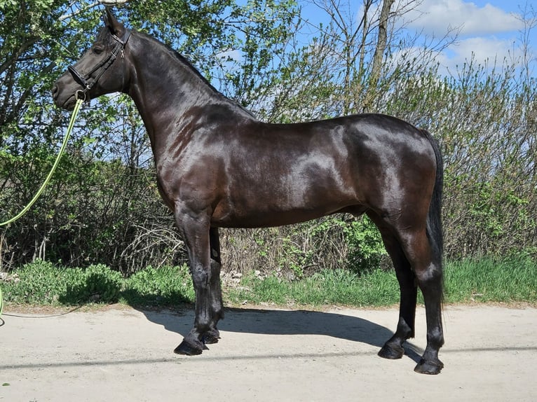 Hungarian Sport Horse Gelding 10 years 16,1 hh Black in Békés