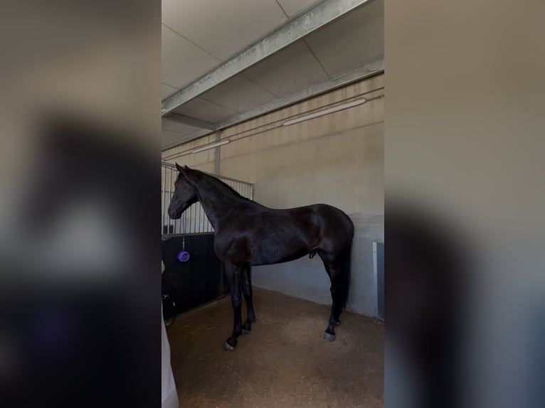 Hungarian Sport Horse Gelding 10 years 16,2 hh Black in Assenede