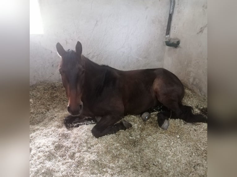 Hungarian Sport Horse Gelding 10 years 16,2 hh Brown in Ebersberg