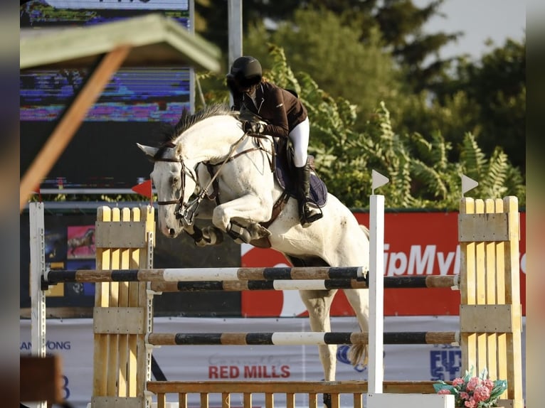Hungarian Sport Horse Gelding 10 years 17,1 hh in BorstelBorstel