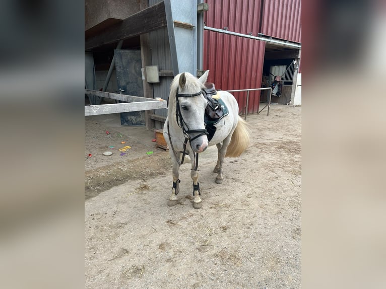 Hungarian Sport Horse Gelding 11 years 13,2 hh Grey in Grenzach-Wyhlen