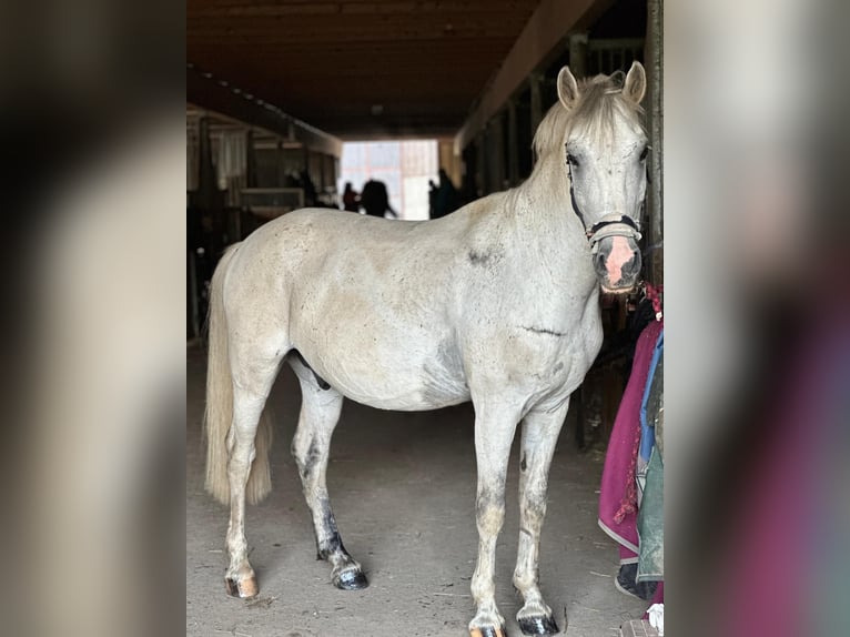 Hungarian Sport Horse Gelding 11 years 13,2 hh Grey in Grenzach-Wyhlen