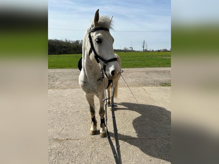 Hungarian Sport Horse Gelding 11 years 13,2 hh Grey in Grenzach-Wyhlen