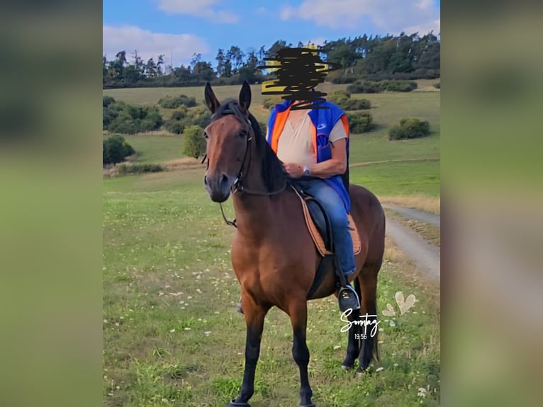 Hungarian Sport Horse Gelding 11 years 15.2 hh Brown in Mittenaar