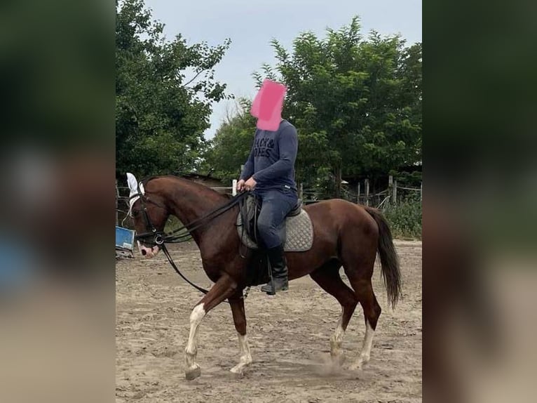 Hungarian Sport Horse Gelding 11 years 15,2 hh Chestnut in Tass