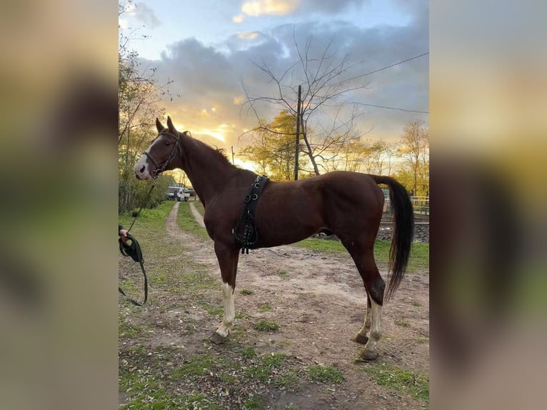 Hungarian Sport Horse Gelding 11 years 15,2 hh Chestnut in Tass