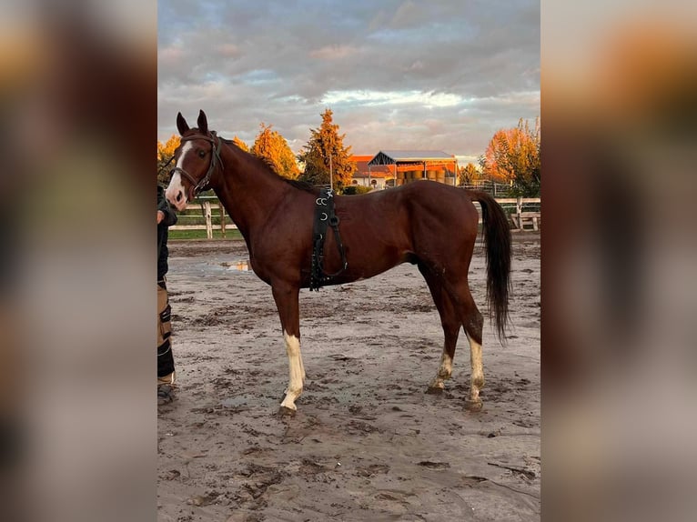 Hungarian Sport Horse Gelding 11 years 15,2 hh Chestnut in Tass