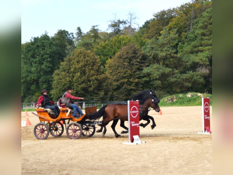 Hungarian Sport Horse Gelding 11 years 15,2 hh Brown in Mittenaar