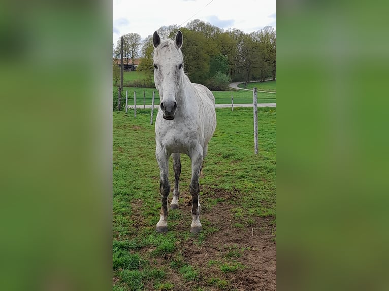 Hungarian Sport Horse Mix Gelding 11 years 16,1 hh Gray-Fleabitten in Freystadt