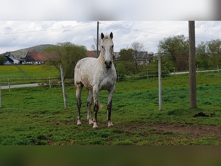 Hungarian Sport Horse Mix Gelding 11 years 16,1 hh Gray-Fleabitten in Freystadt