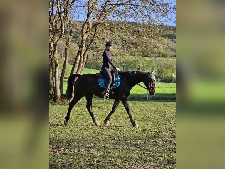 Hungarian Sport Horse Mix Gelding 11 years 16,2 hh Bay-Dark in Wilhelmsburg
