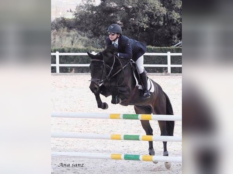 Hungarian Sport Horse Gelding 11 years 16,2 hh Bay-Dark in Madrid