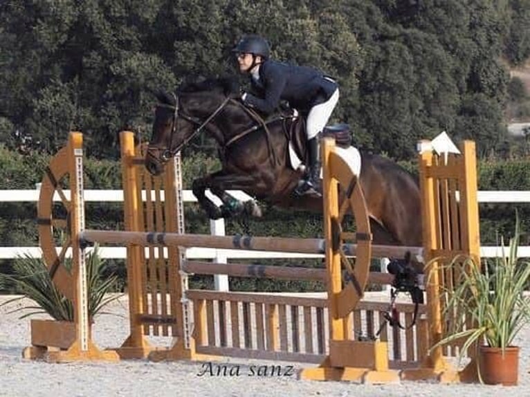 Hungarian Sport Horse Gelding 11 years 16,2 hh Bay-Dark in Madrid