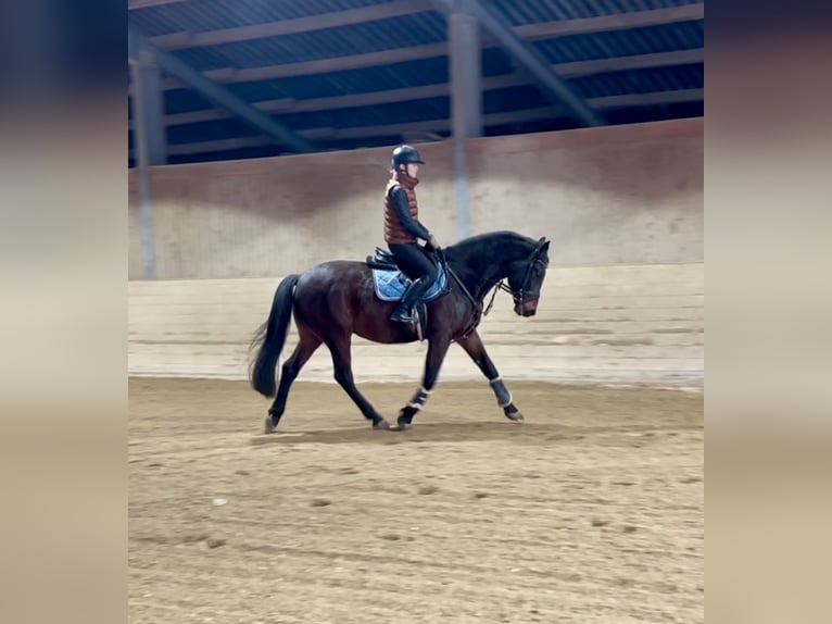 Hungarian Sport Horse Gelding 11 years 16 hh Bay-Dark in Pelmberg